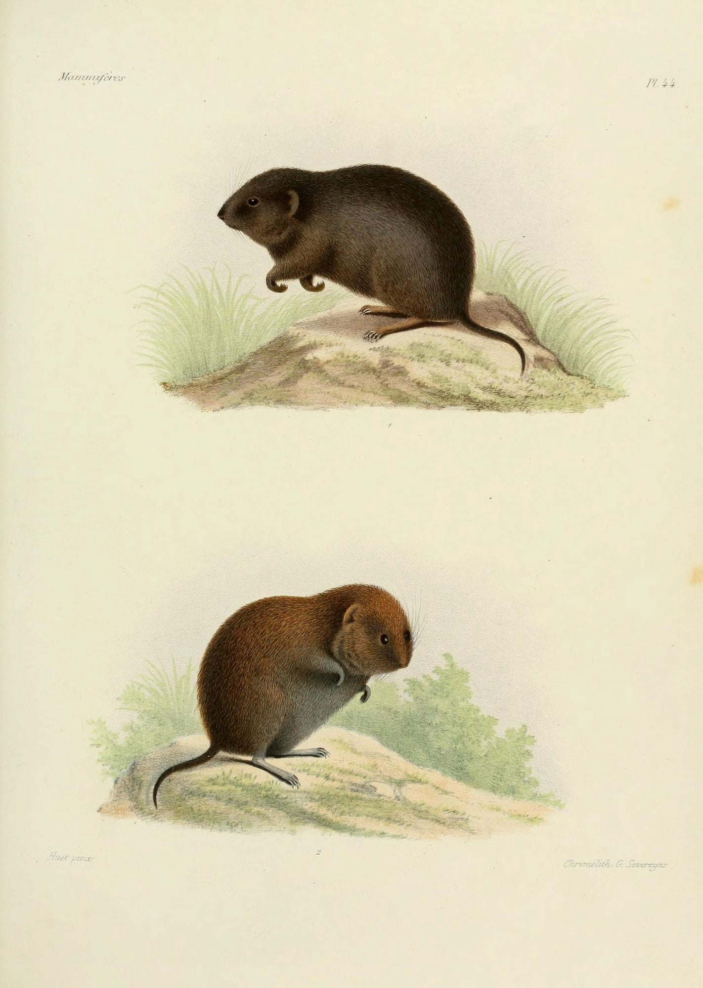 Des Mammif???res 1868 Water-vole Canvas Art - Huet (18 x 24)