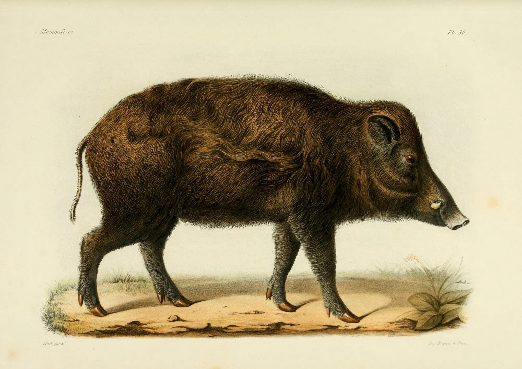 Des Mammif???res 1868 Wild Hog Canvas Art - Huet (18 x 24)