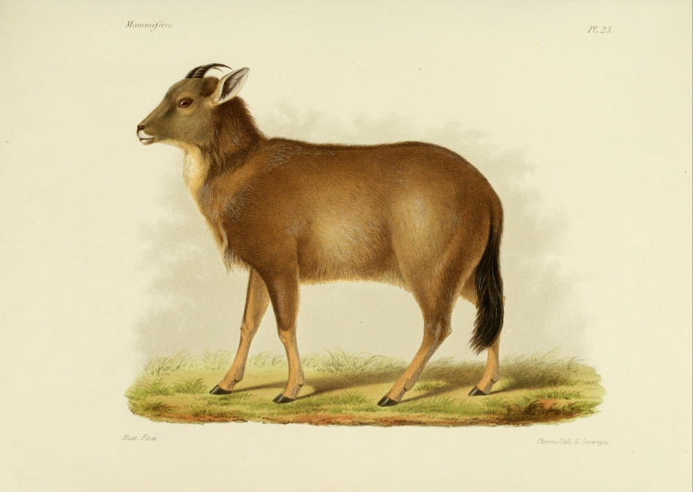 Des Mammifres 1868 Pronghorn Canvas Art - Huet (18 x 24)