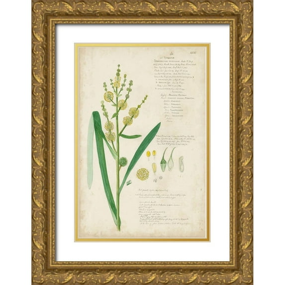 Descubes, A. 11x14 Gold Ornate Wood Framed with Double Matting Museum Art Print Titled - Descubes Botanical Grass IV