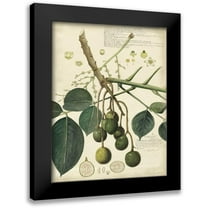 Descubes, A. 12x14 Black Modern Framed Museum Art Print Titled - Descube Botanical VI