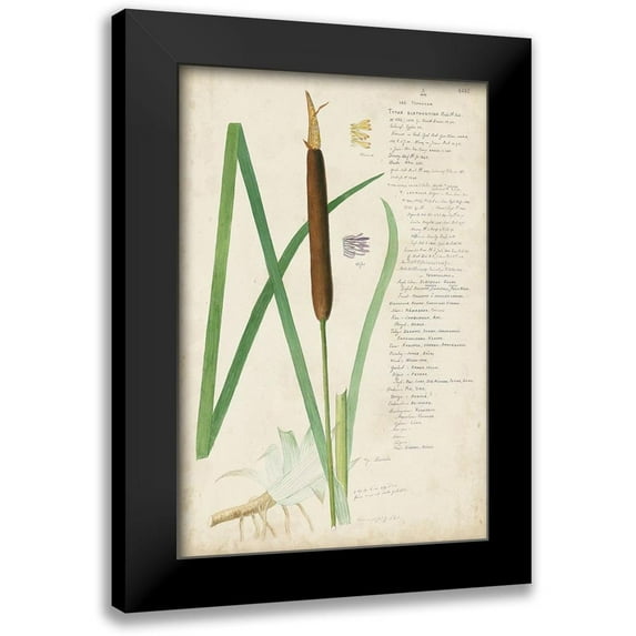 Descubes, A. 13x18 Black Modern Framed Museum Art Print Titled - Descubes Botanical Grass II