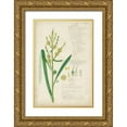 thumbnail image 1 of Descubes, A. 17x24 Gold Ornate Wood Framed with Double Matting Museum Art Print Titled - Descubes Botanical Grass IV, 1 of 4