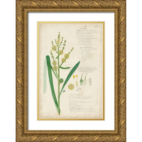 Descubes, A. 17x24 Gold Ornate Wood Framed with Double Matting Museum Art Print Titled - Descubes Botanical Grass IV