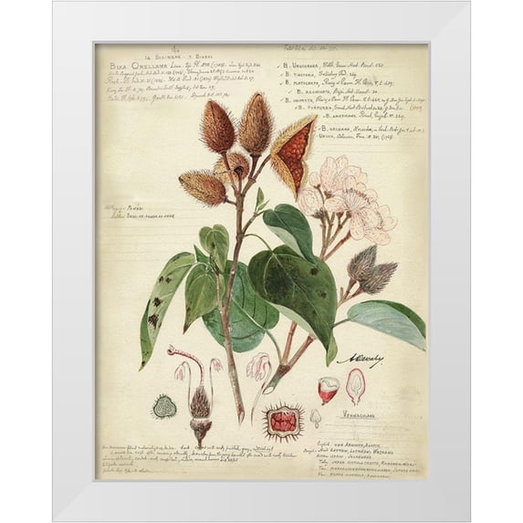 Descubes, A. 19x24 White Modern Wood Framed Museum Art Print Titled - Descube Botanical V