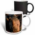thumbnail image 1 of 3drose, Desert Black Rhinoceros Portrait, Kalahari Desert, Africa, 11oz Magic Transforming Mug, 1 of 7