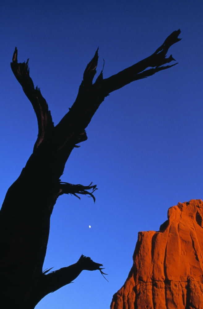 Desert Canvas Art - Natural Selection Chris Pinchbeck Design Pics (12 x 18)