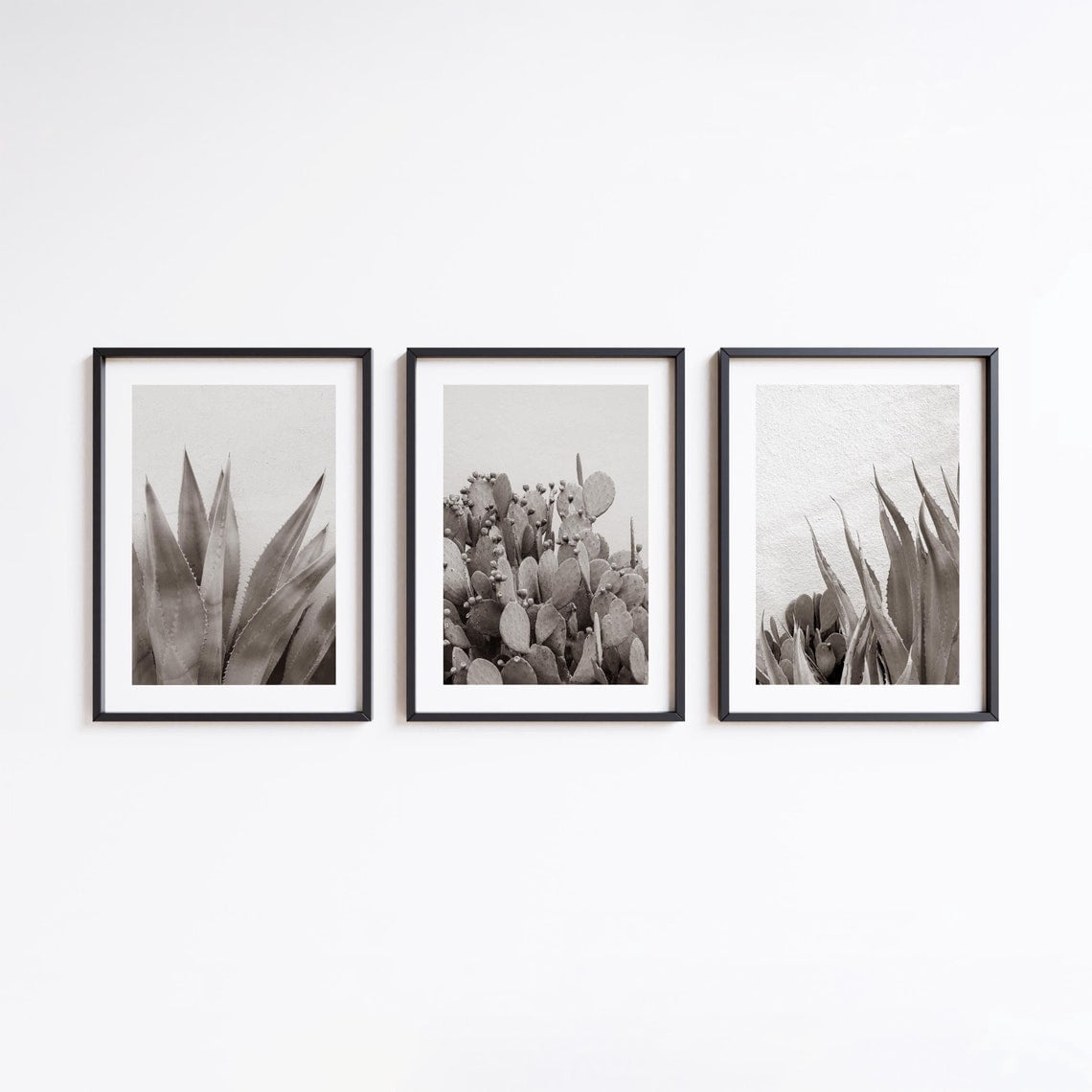 Desert Decprints Photos Plants Photography Cactus And Yucca Photo ...