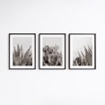 Desert Decprints Photos Plants Photography Cactus And Yucca Photo ...