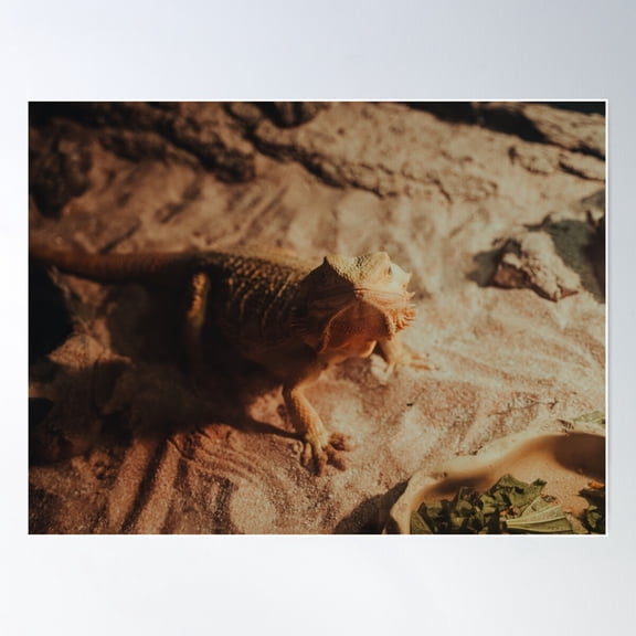 Desert Dweller Poster Wall Art, Modern Wall Decor For Living Room Bedroom, 16x24 UNFRAMED