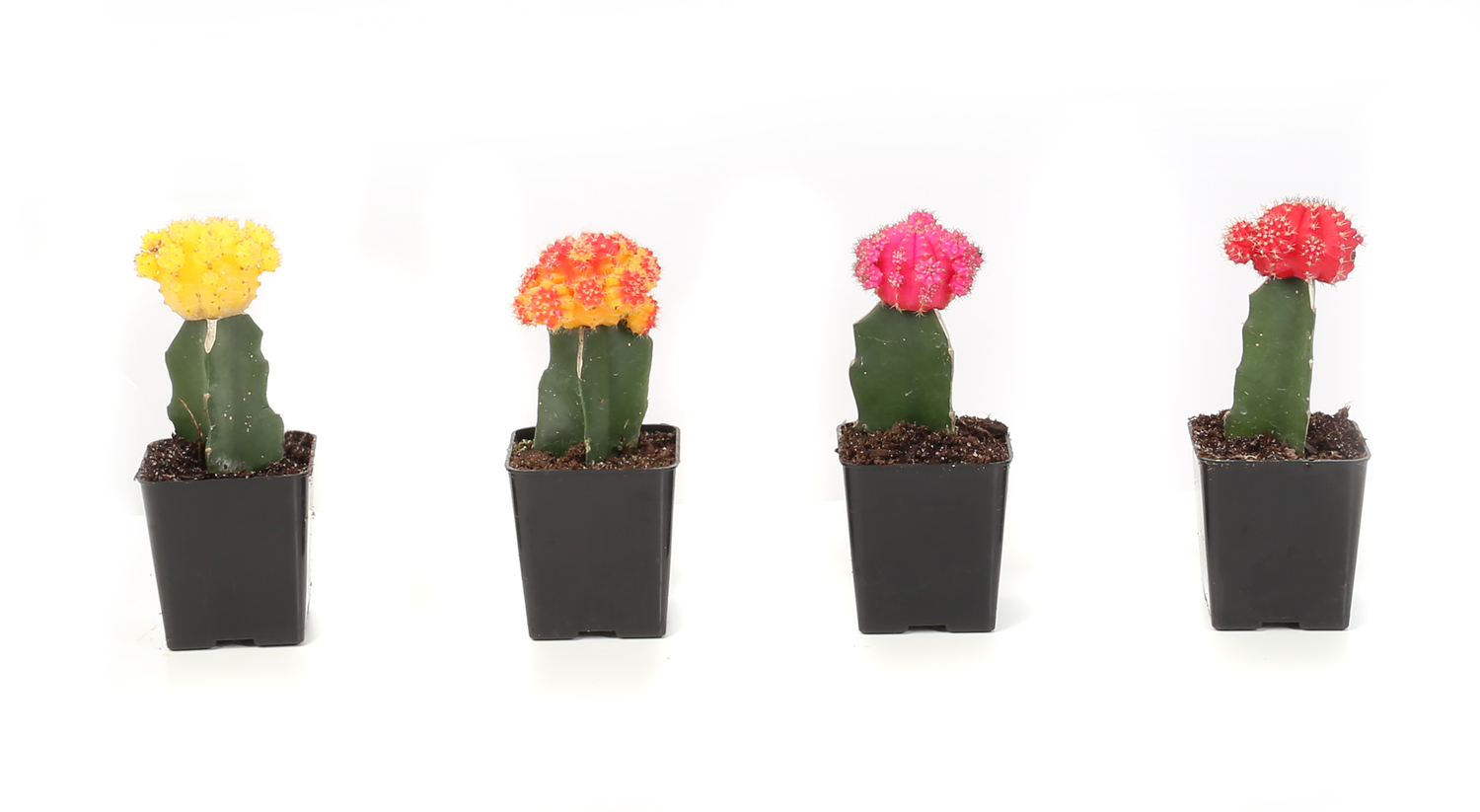 Desert Escape Live Indoor Grafted Cacti Plant in 2.5in. grower pot
