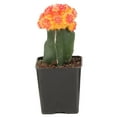thumbnail image 1 of Desert Escape by Costa Farms 7" Grafted Cacti House Plant in 2.5" Grower Pot, 1 of 8