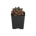 thumbnail image 1 of Desert Escape Live Indoor Plant 7in Tall Green Cacti and Succulent in 2.5in Grower Pot, 1 of 7