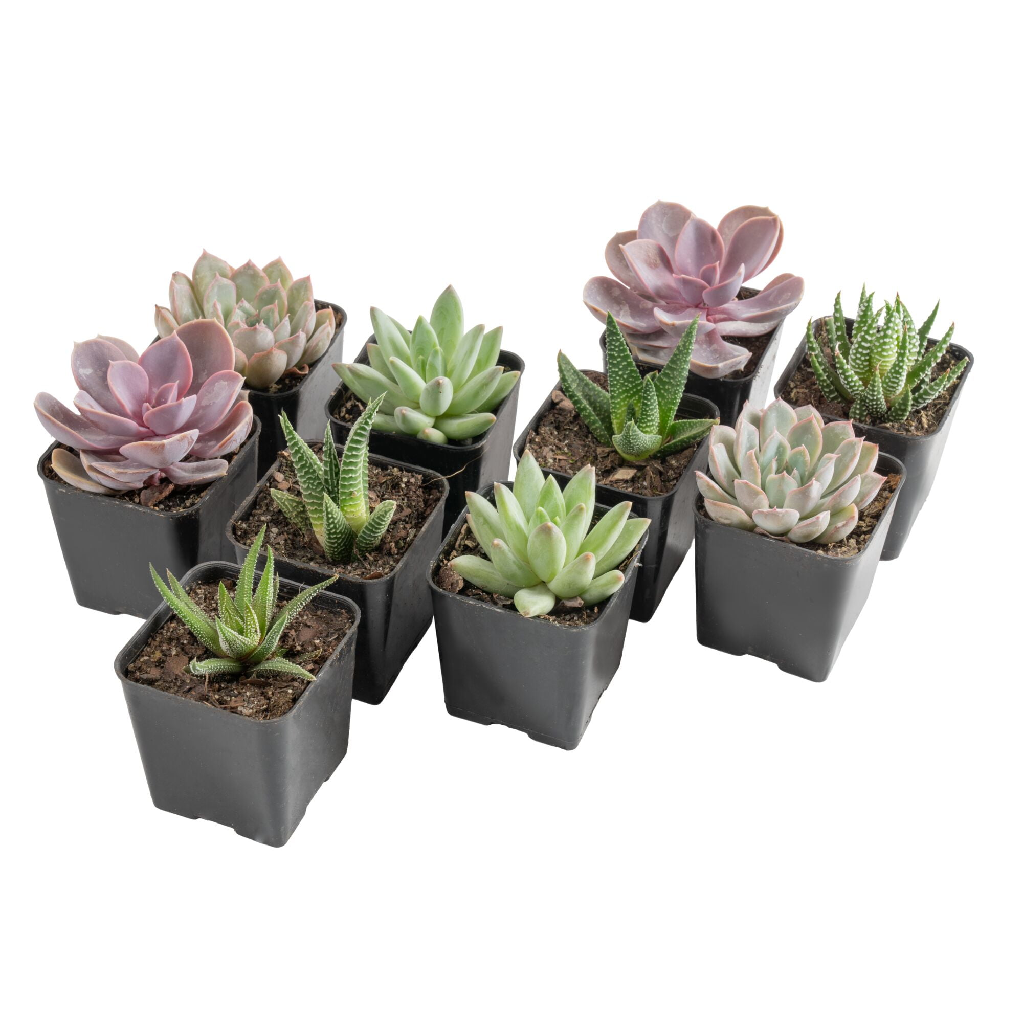 Desert Escape Indoor Succulent & Cacti in 2.5in Pot