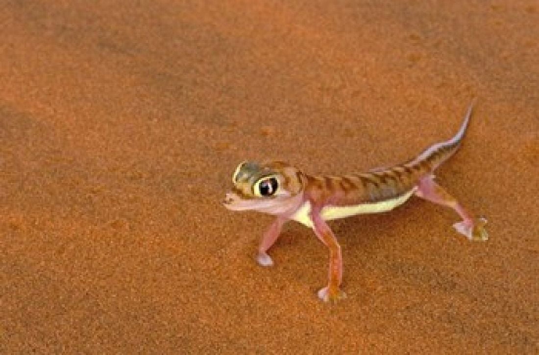 Desert Gecko Namib Desert Namibia Canvas Art - Gavriel Jecan DanitaDelimont (35 x 23)