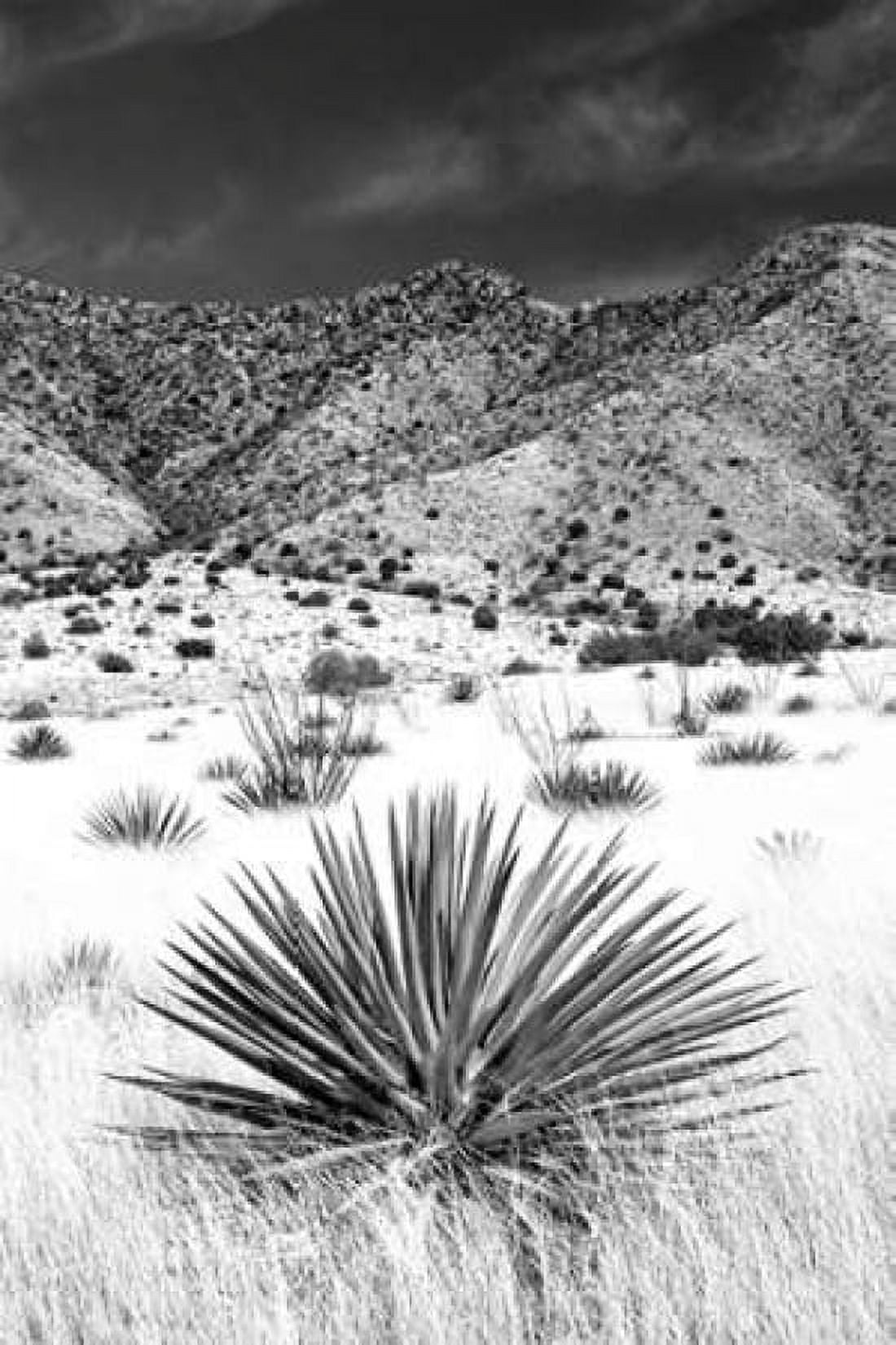 Desert Grasslands I BW Canvas Art - Douglas Taylor (24 x 36)