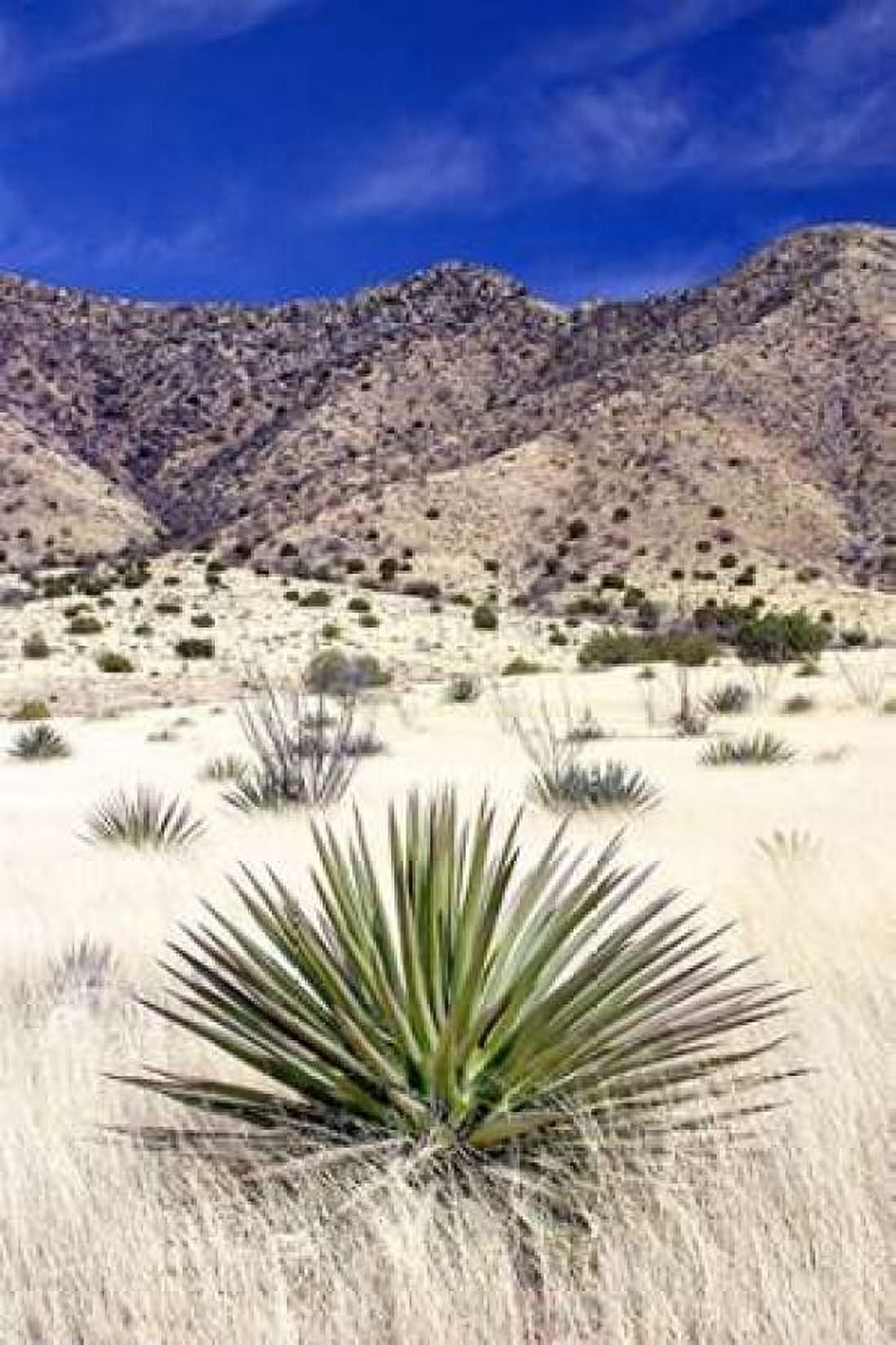 Desert Grasslands I Canvas Art - Douglas Taylor (24 x 36)