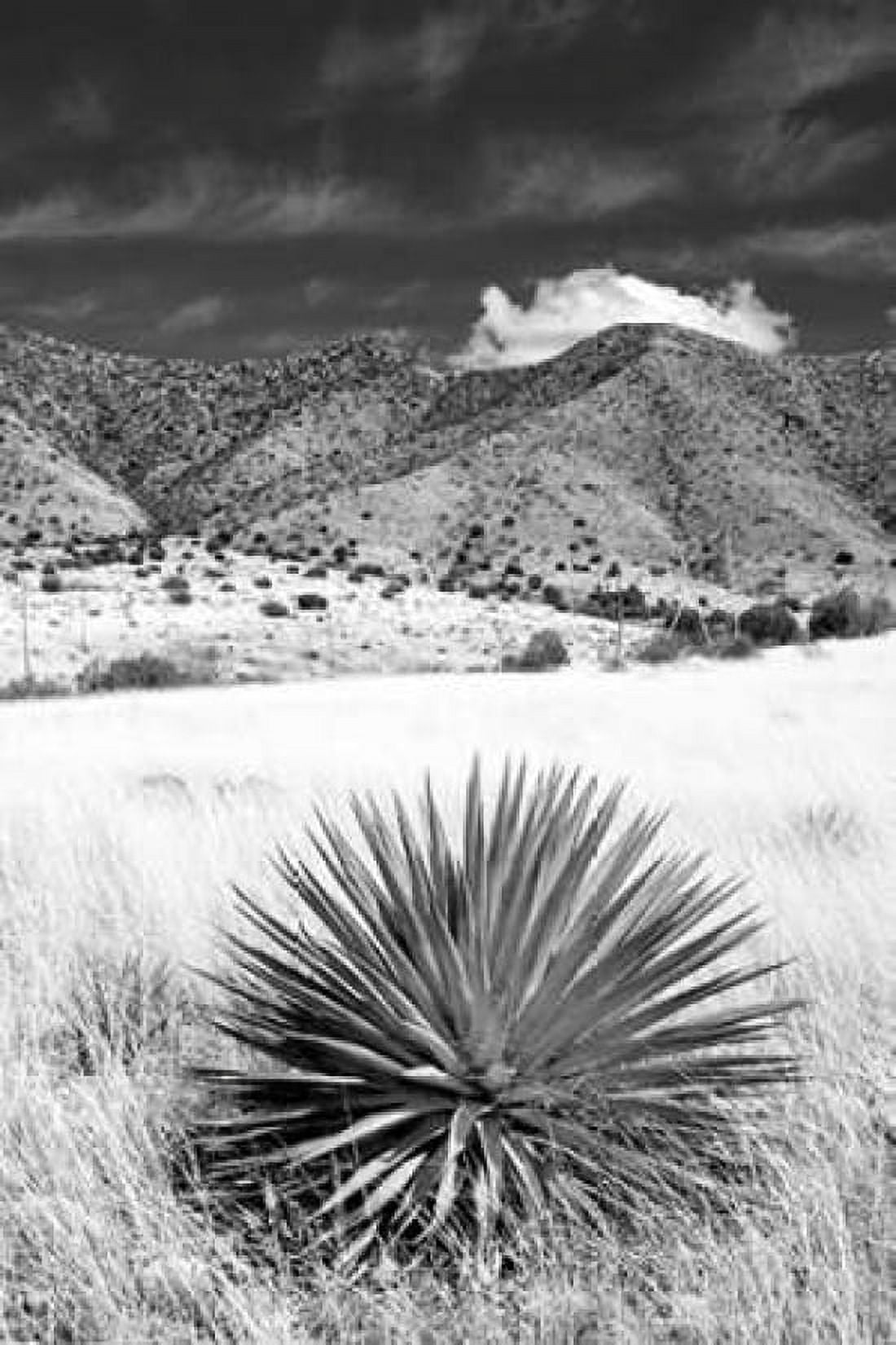 Desert Grasslands II BW Canvas Art - Douglas Taylor (12 x 18)