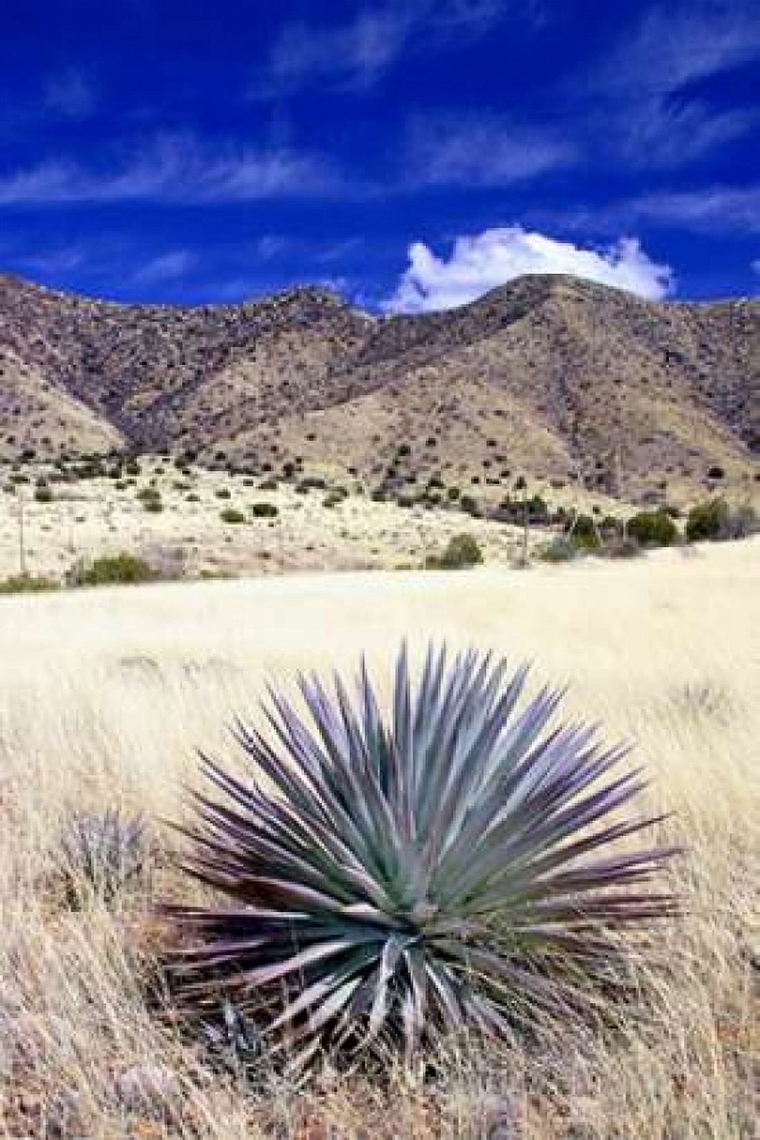 Desert Grasslands II Canvas Art - Douglas Taylor (24 x 36)