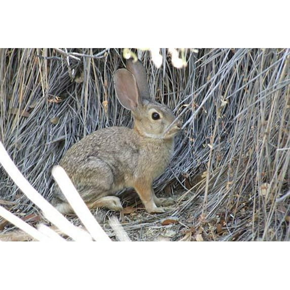 Desert Hare- Fine Art Canvas Print (20" x 30")