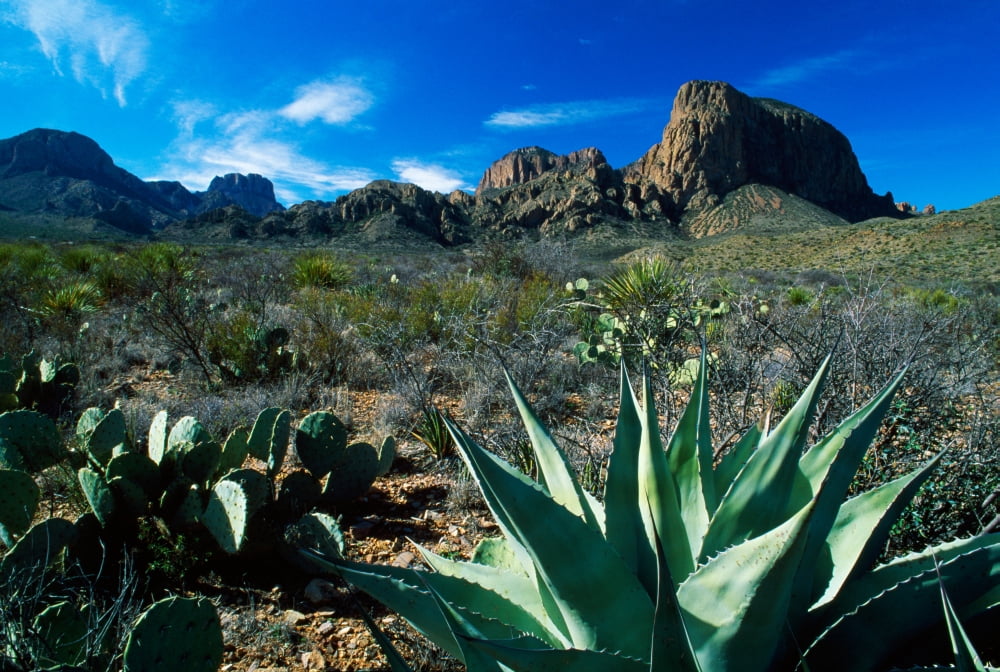 Desert Landscape Canvas Art - Panoramic Images (36 x 12)