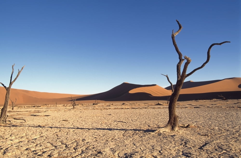 Desert Landscape Canvas Art - Sasha Gusov Design Pics (38 x 24)