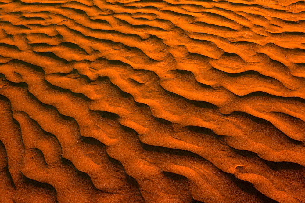 Desert-Like Conditions In The Fragile Ecosystem Of The Great Sand Hills Of Saskatchewan Canada Canvas Art - Greg Huszar Photography Design Pics (36 x 22)