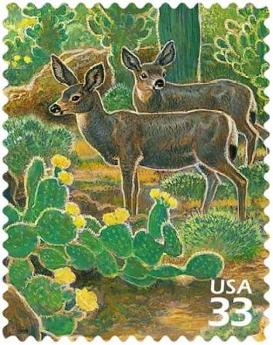 Desert Mule Deer Canvas Art - US POSTAL SERVICE (22 x 28)