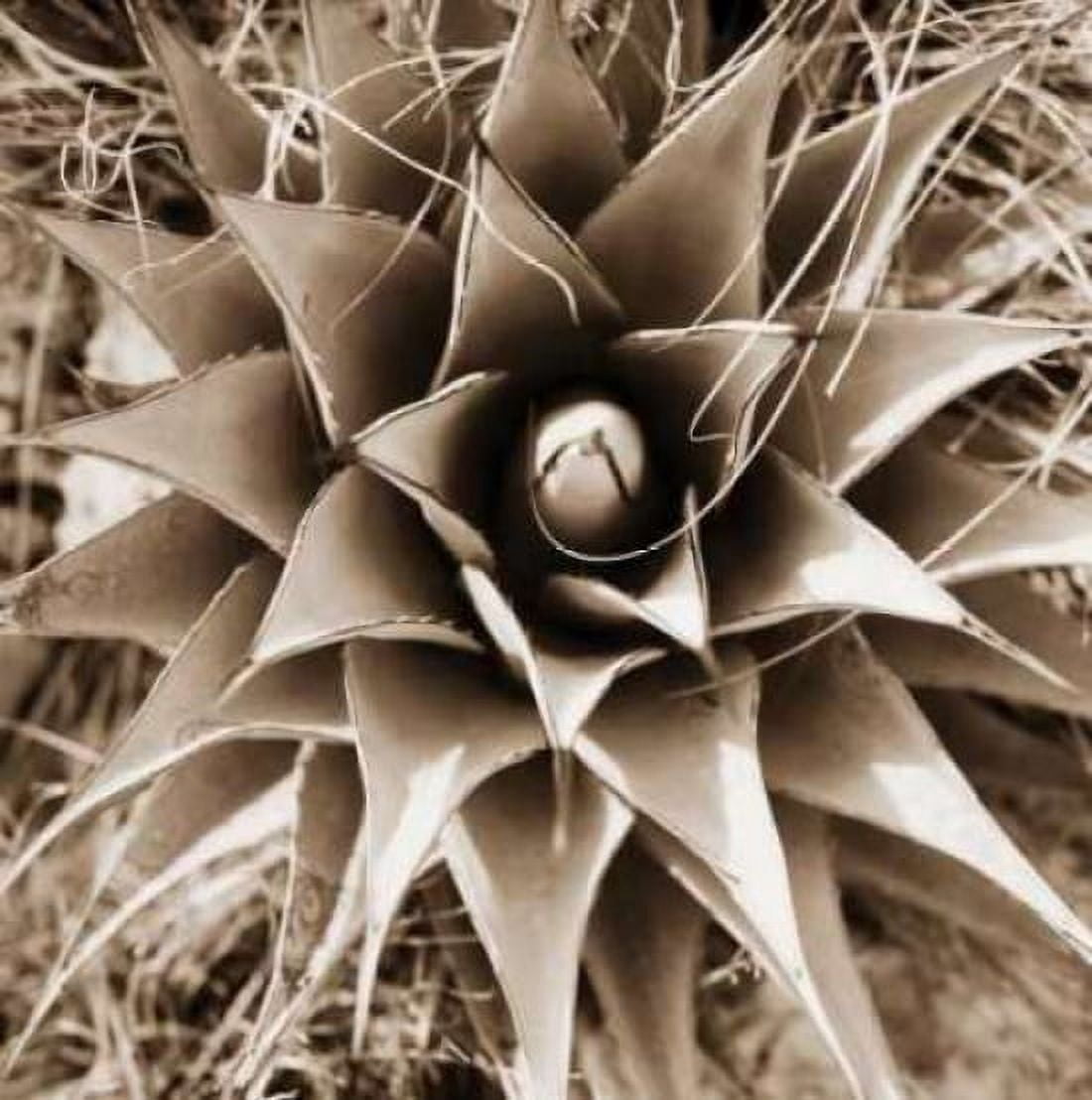 Desert Plants I Canvas Art - Bob Stefko (24 x 24)