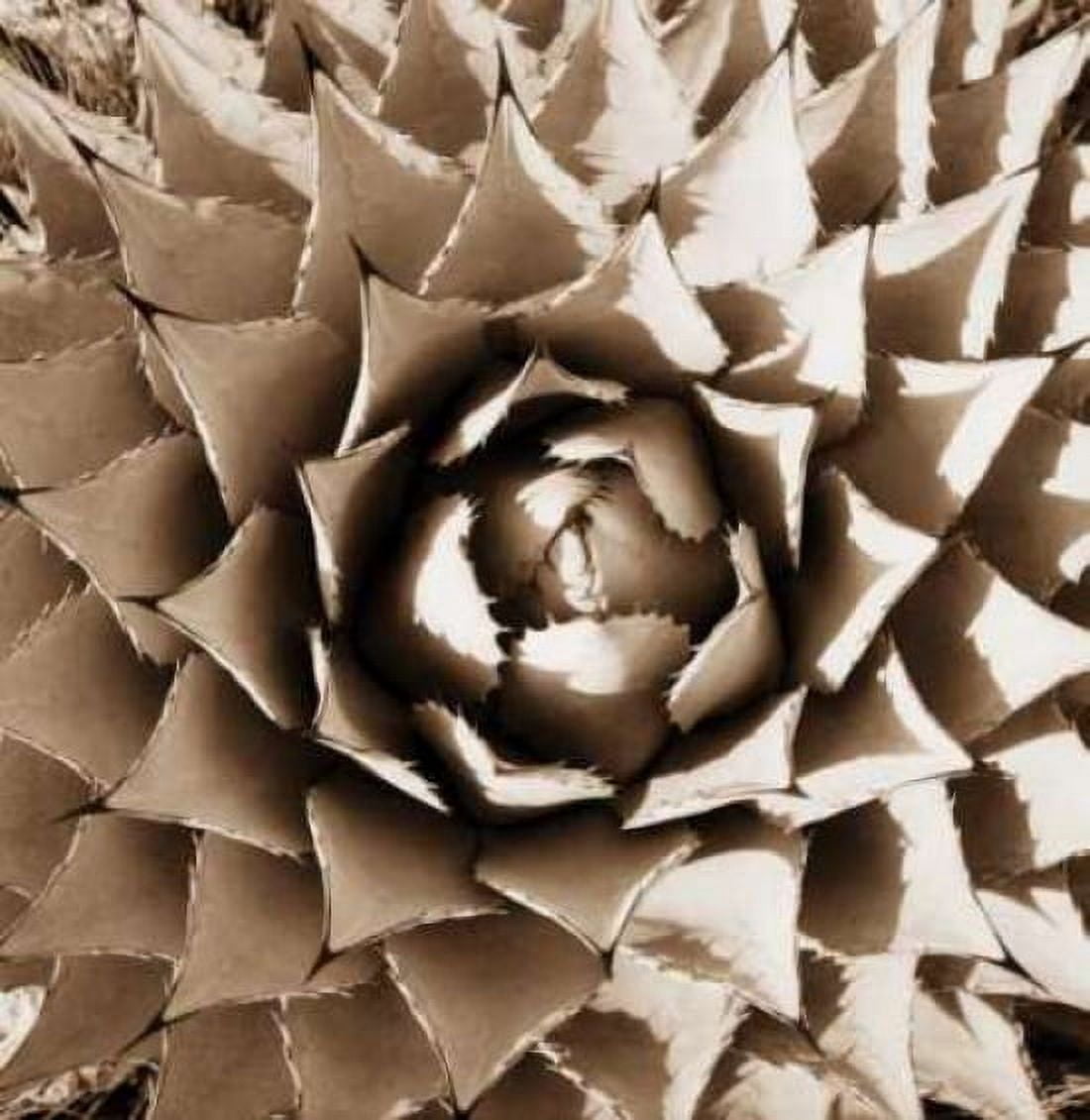 Desert Plants II Canvas Art - Bob Stefko (24 x 24)