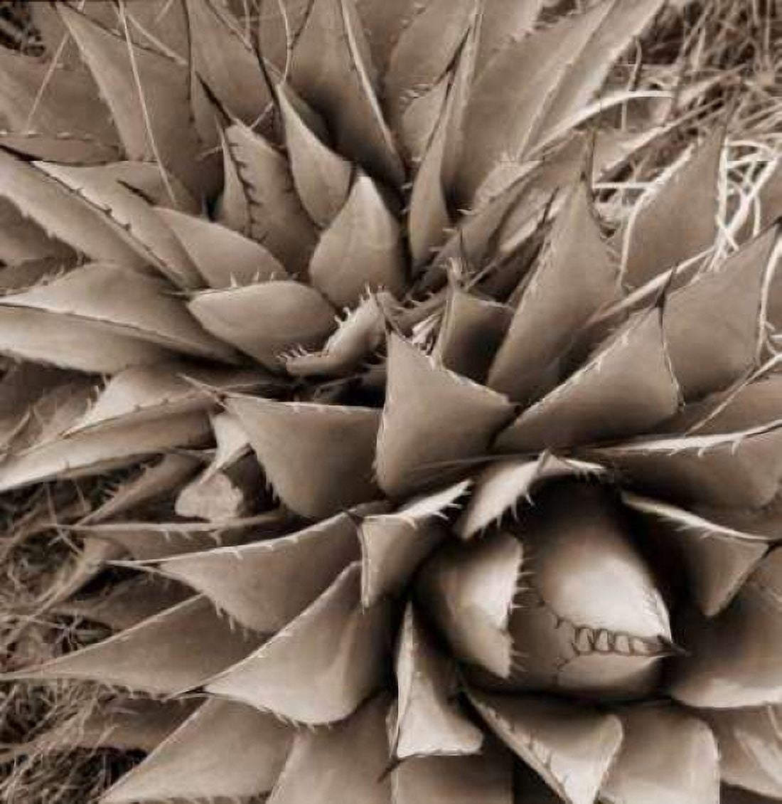 Desert Plants III Canvas Art - Bob Stefko (24 x 24)