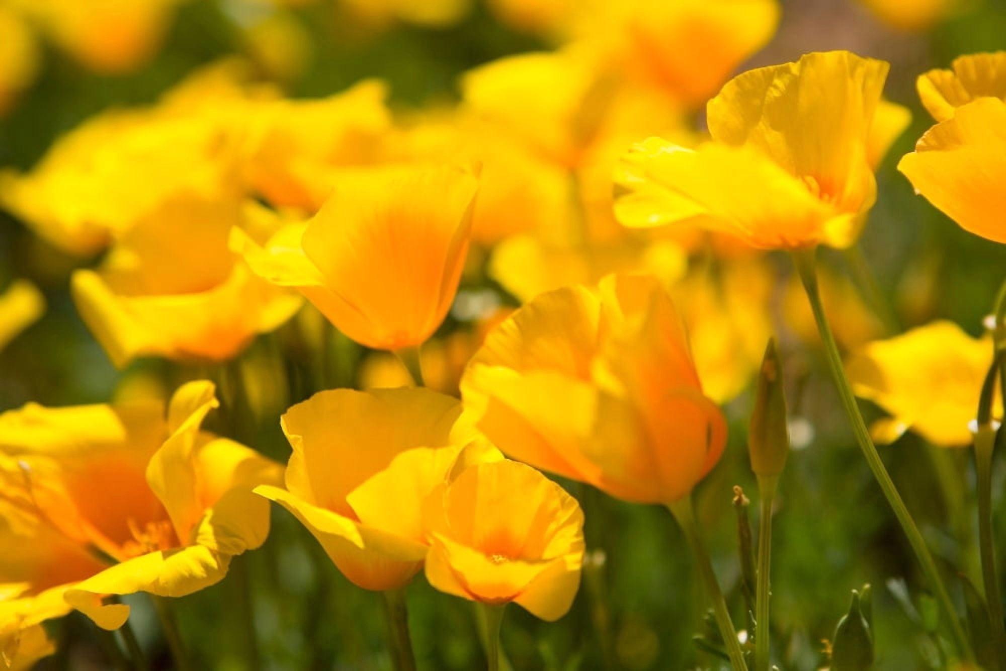 Desert Poppy Flowers In Bloom Canvas Art - Panoramic Images (27 x 9)