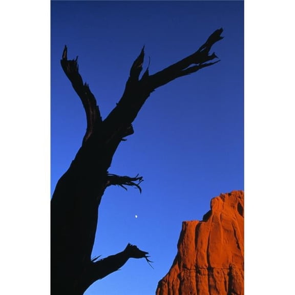 Desert Poster Print by Natural Selection Chris Pinchbeck, 24 x 36 - Large