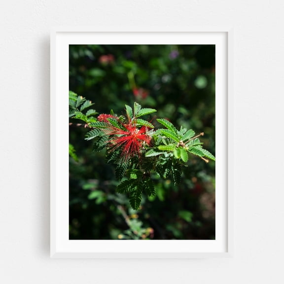 Desert Red - Phoenix Arizona Photography Nature Botanical Floral Garden Flowers Tropical White Framed Wall Art Print 5 x 7 inches