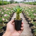 thumbnail image 1 of Desert Rose Adenium Obesum, 3/6 Plants, Starter Seedling, Rare Succulent, 1 of 5