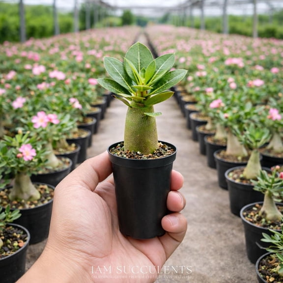 Desert Rose Adenium Obesum, 3/6 Plants, Starter Seedling, Rare Succulent