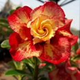 Desert Rose Bulbs,Adenium Desert Rose Plant,Professional Planting