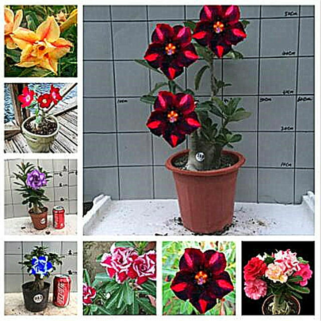 Desert Rose Bulbs, Beautiful Tree, Flower Bulbs,Desert Rose Roots