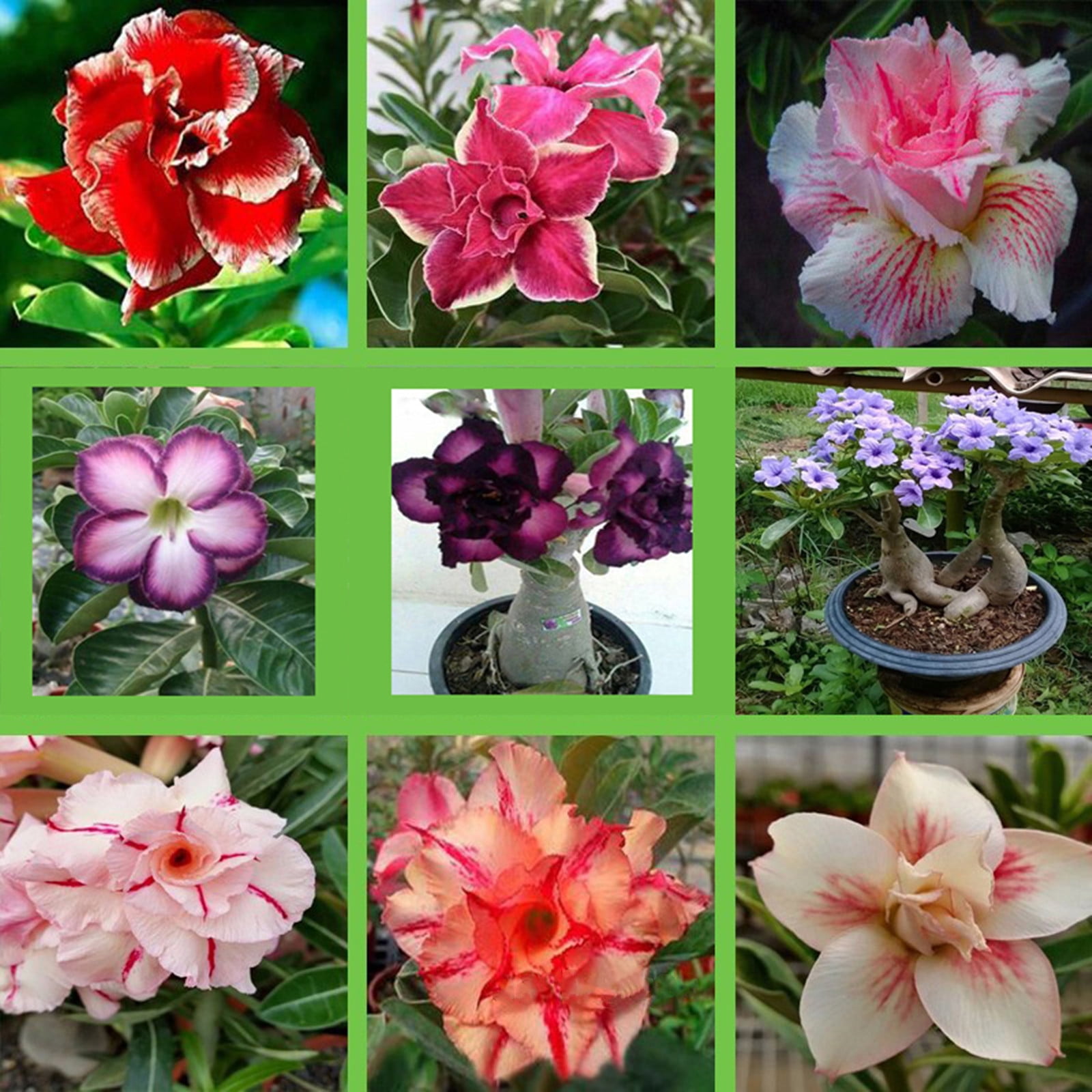 Desert Rose Bulbs,Desert Rose Plant Live Desert Rose Plant Desert Rose