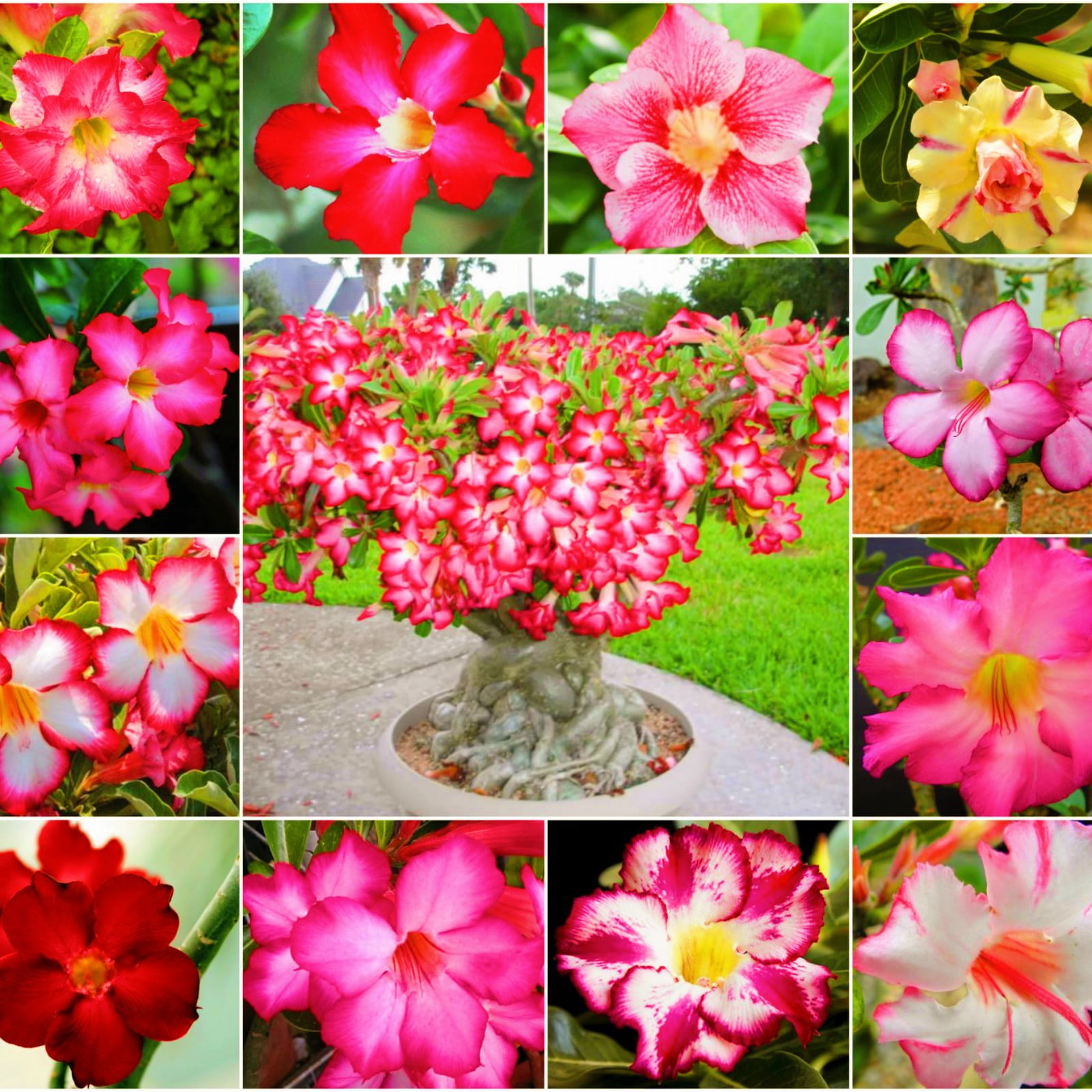 Desert Rose Bulbs Desert Rose Bulbs Bulk Desert Rose Plant Live Large