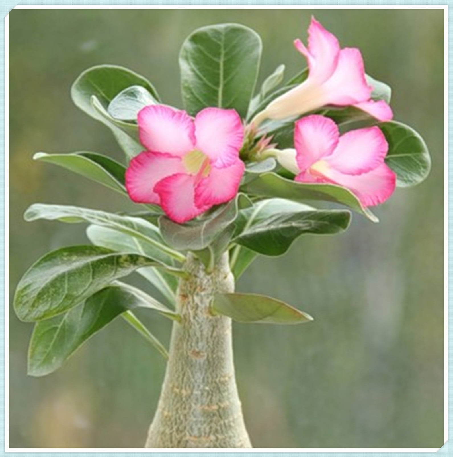 Mixed Color Desert Rose Seeds - Adenium Obesum - Easy To Grow As Bonsa