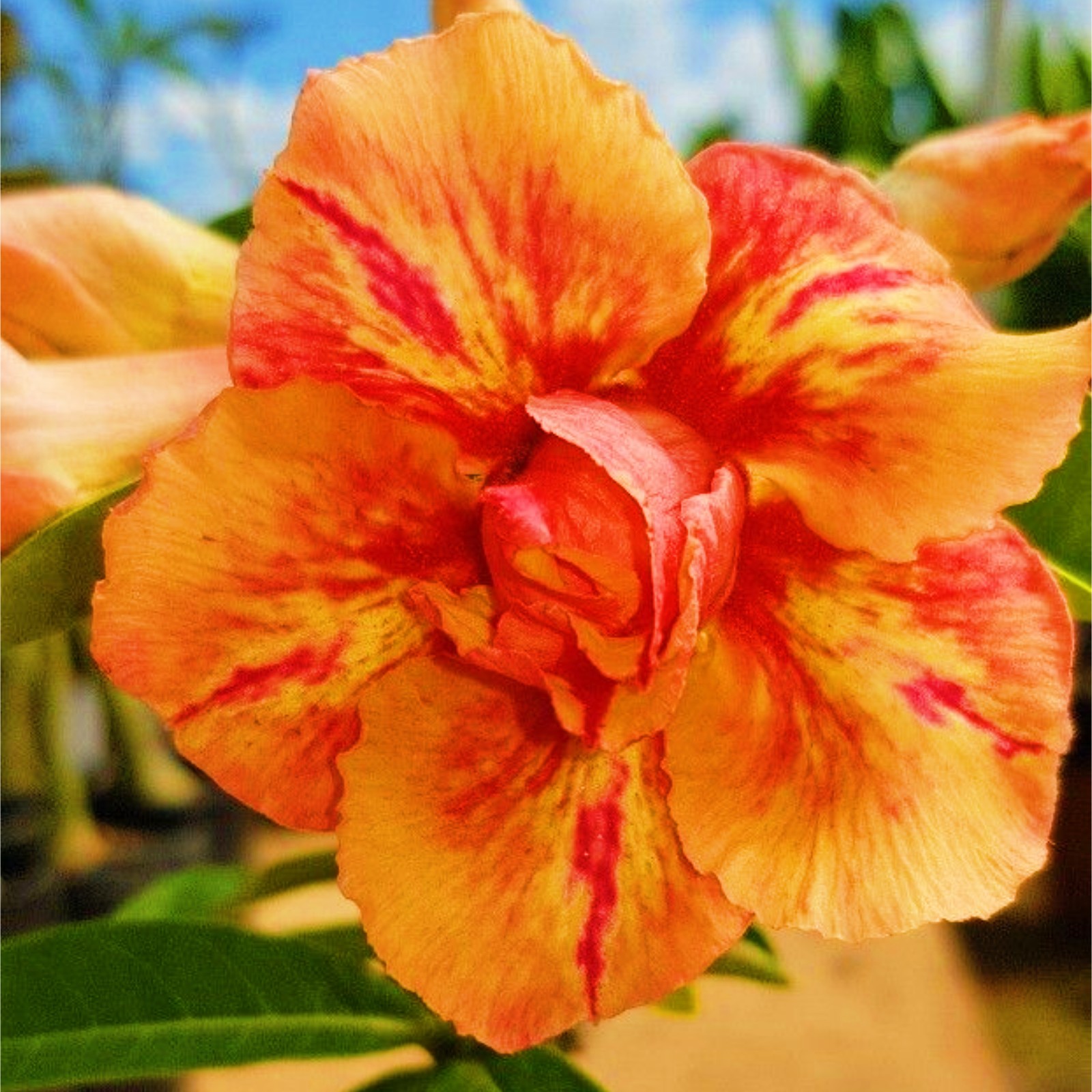 Desert Rose Bulbs For Sale Adenium Desert Rose Bulbs Desert Rose Bulbs