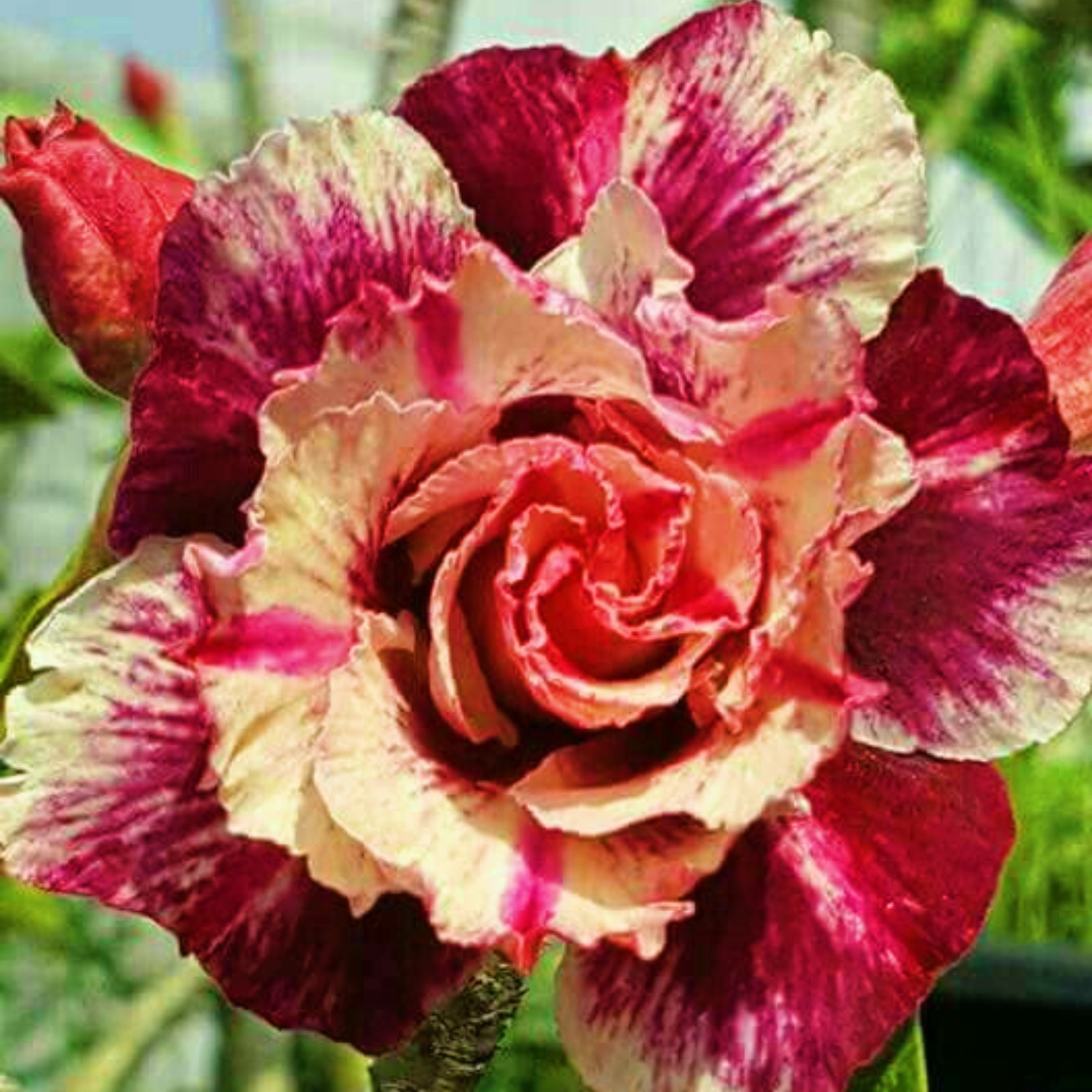 Desert Rose Bulbs For Sale Adenium Desert Rose Bulbs Desert Rose Bulbs