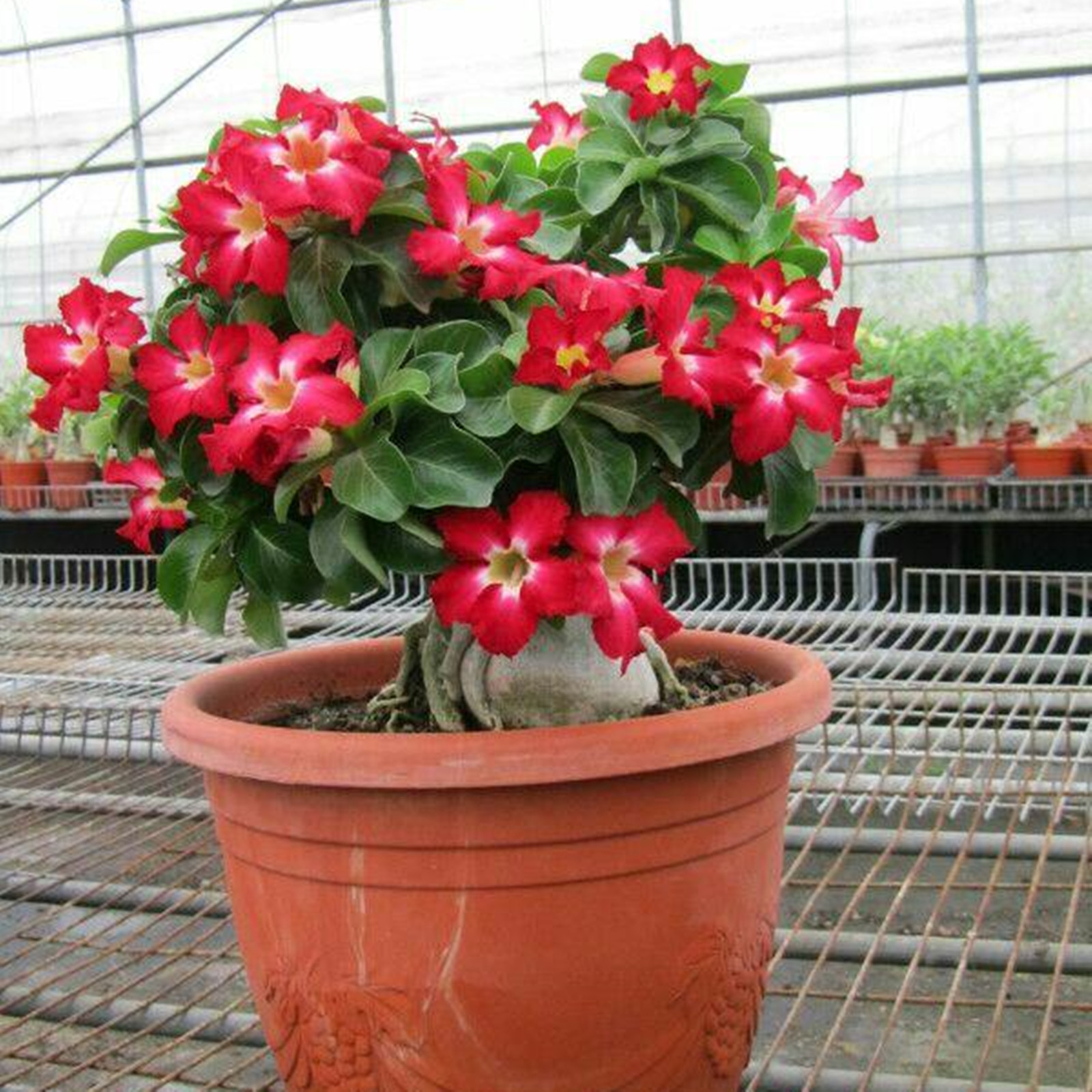 Desert Rose Bulbs, Long Flowering Period, Easy To Grow, Mysterious ...