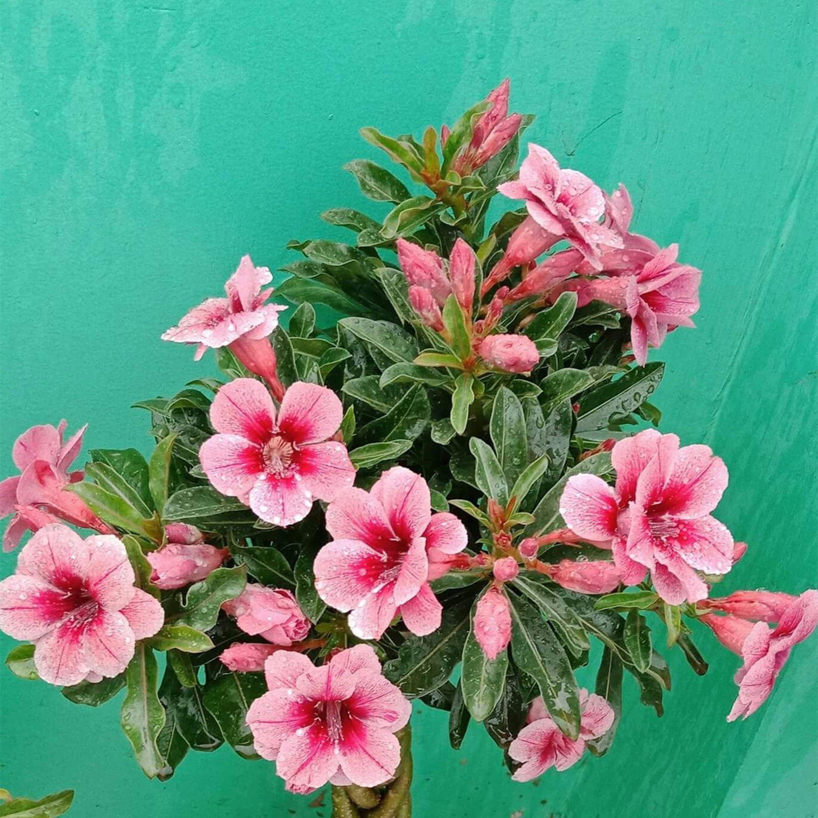 Desert Rose Bulbs , Surprise, Ornamental, Long Flowering Period, Easy