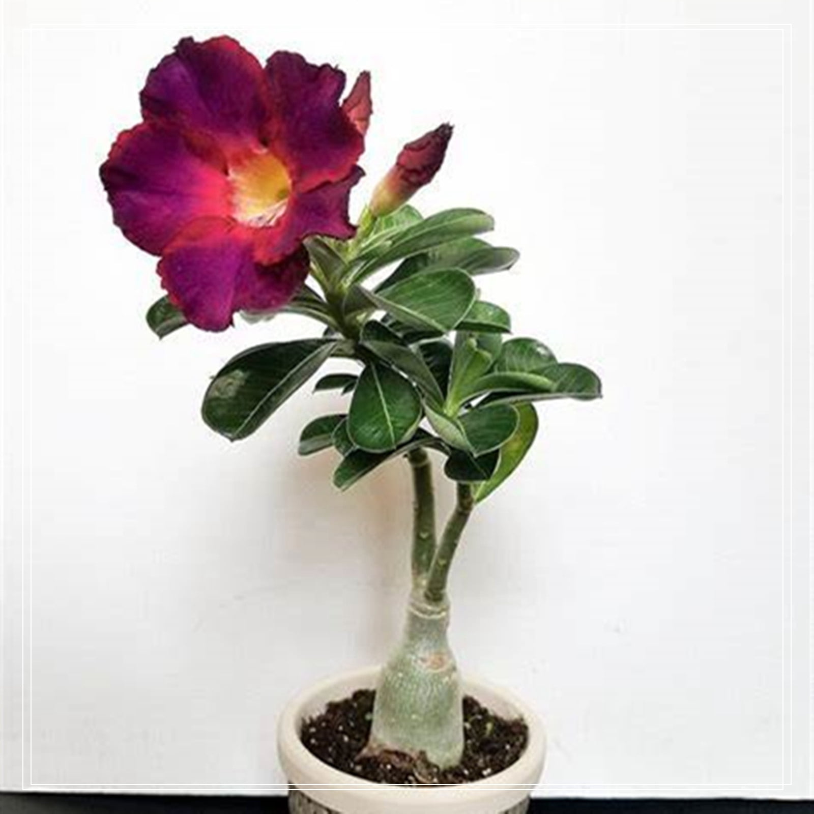 Desert Rose Bulbs, Thrives In A Variety Of Conditions,Produce Vibrant