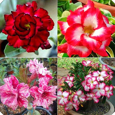 Desert Rose,Drought Tolerant,Indoor or Outdoor(Desert Rose for Planting) Continuously, Simple Planting,Desert Rose For Sale
