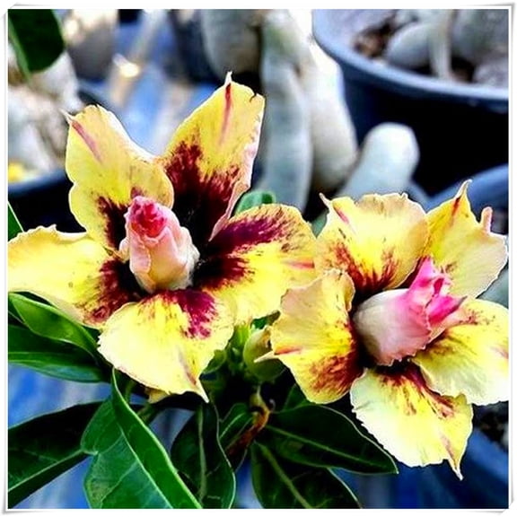 Desert Rose,Drought Tolerant,Picotee Healthy (Desert Rose for Planting) Continuously, Simple Planting,Desert Rose For Sale