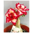 thumbnail image 1 of Desert Rose,Drought Tolerant,Picotee Healthy (Desert Rose for Planting) Continuously,Simple Planting,Desert Rose  For Sale, 1 of 5
