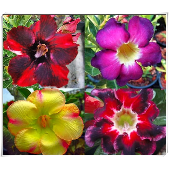 Desert Rose Fall or Spring Indoor or Outdoor(Desert Rose for Planting) Continuously, Drought Tolerant,Desert Rose For Sale